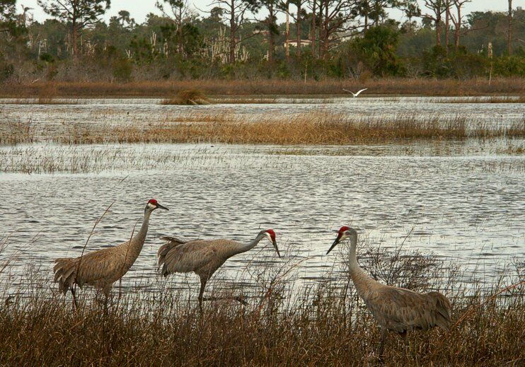 Click to See Next Image